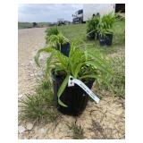 Little winecup Daylily