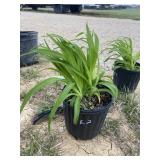 Little winecup Daylily