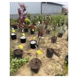 Bloodgood Japanese maple