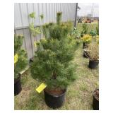 White Pine