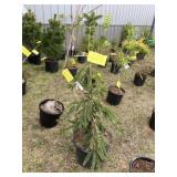 Weeping Norway Spruce