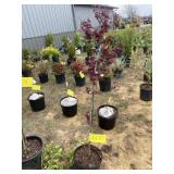 Bloodgood Japanese maple