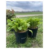 (2) Golden tiara hosta