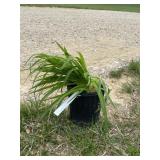 Stella D Oï¿½ro Daylily