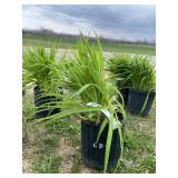 Stella D Oï¿½ro Daylily