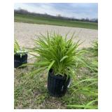 Stella D Oï¿½ro Daylily