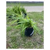 Stella D Oï¿½ro Daylily