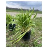 Stella D Oï¿½ro Daylily