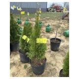 Emerald green arborvitae