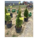 Emerald green arborvitae