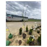 Corinthian white flw peach