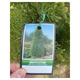 Emerald green arborvitae