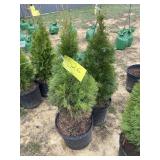 (2) Emerald green arborvitae
