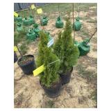 (2) Emerald green arborvitae