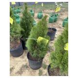 Emerald green arborvitae