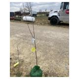 Yellow Delicious Apple