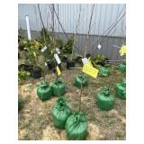 (2) Granny Smith apple