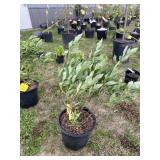 Pink delight, butterfly bush