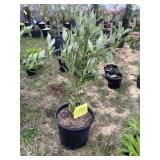 Pink delight, butterfly bush