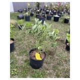 Pink delight, butterfly bush