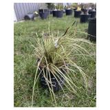 Evergold ornamental grass