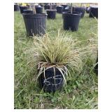 Evergold ornamental grass