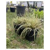 (2) Evergold ornamental grass