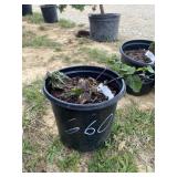 Triple crown blackberry