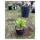 Albo marginata hosta