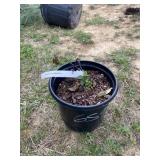 Triple crown blackberry