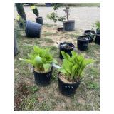 (2) Albo marginata hosta