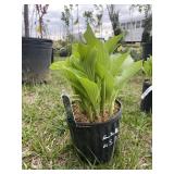 Albo marginata hosta