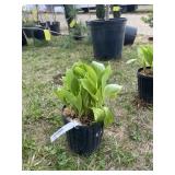 Albo marginata hosta