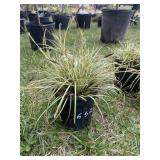 Evergold ornamental grass