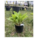 Albo marginata hosta