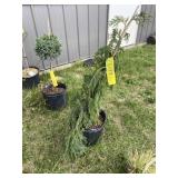 Weeping Alaskan Cypress