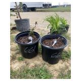 (2) Triple crown blackberry