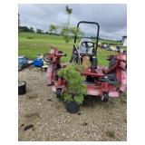 Gillie Pine Tree