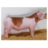 King Showstock:  HeB