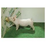 LGS Showpigs:  CB