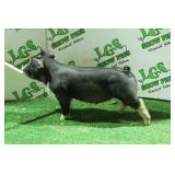 LGS Showpigs:  PB