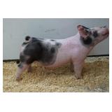 Shaffer's Goldrush:  XB 23-3