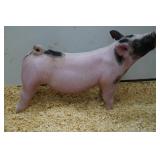 Shaffer's Goldrush:  XB 64-1