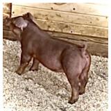 Mench Showpigs:  Duroc Gilt