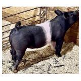 Mench Showpigs:  Cross Gilt