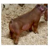 Mench Showpigs:  Duroc Barrow