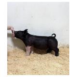 Tinsman Showpigs:  XG 4-5