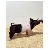 Tinsman Showpigs:  XB 9-5