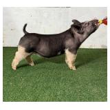 5K Livestock:  BB 12-5