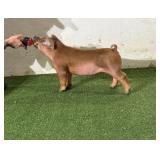 5K Livestock:  DB 10-9